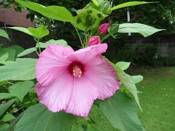 芙蓉