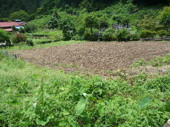 54坪