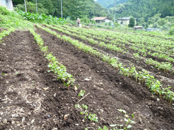 お陰で