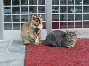 招き猫