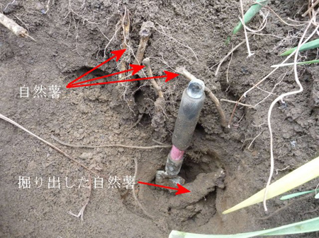 自然薯