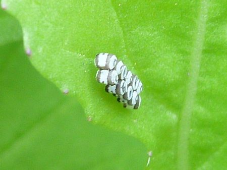 害虫の卵