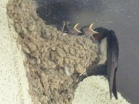 燕