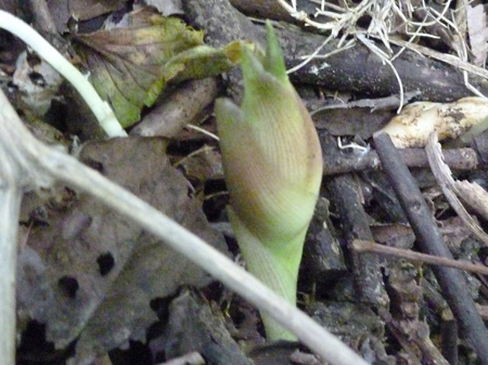 茗荷
