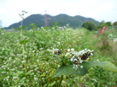 夏蕎麦