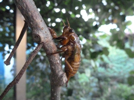 アブラゼミ