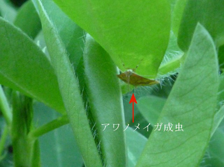 ワノメイガ