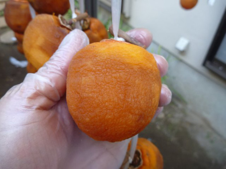 12日目