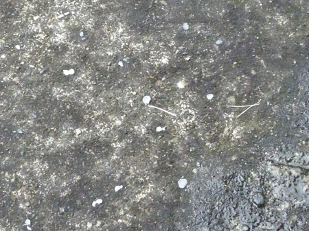 雹混じりの雨