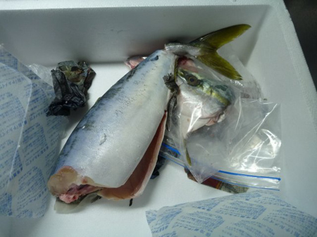 魚