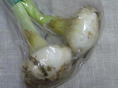 新玉葱