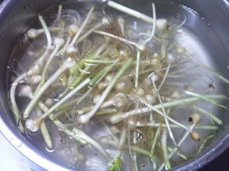 野蒜