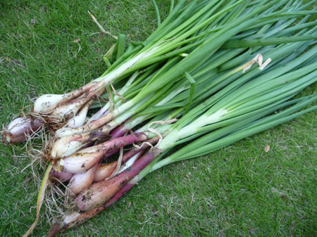 葉タマネギ