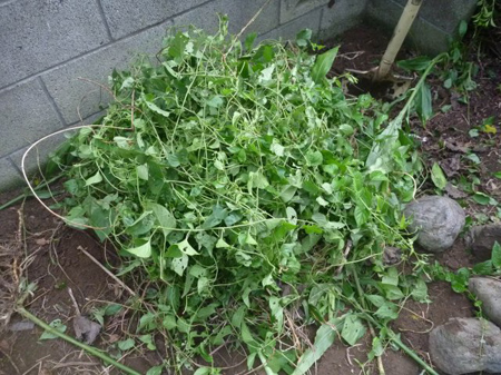 蔓