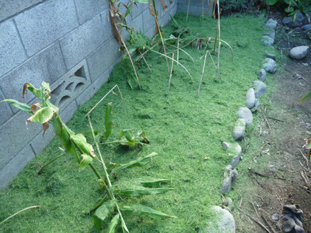 ミョウガ畑