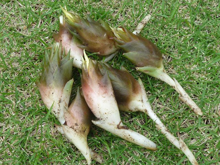 茗