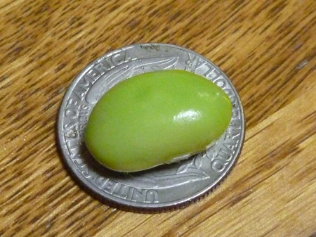 秘伝大豆