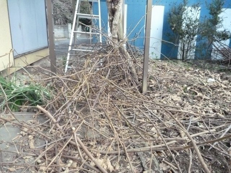 枝
