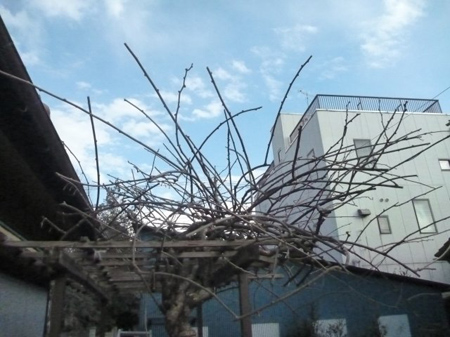 枯れ枝
