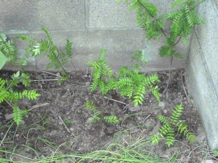 山椒