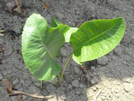 山葵