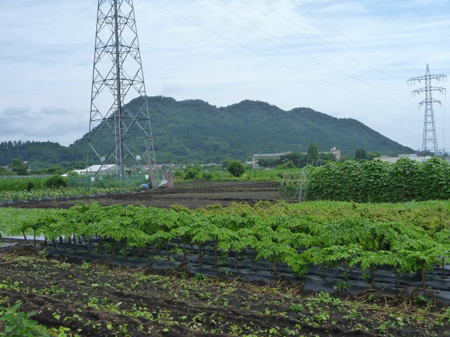 城山