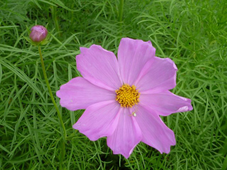 秋桜