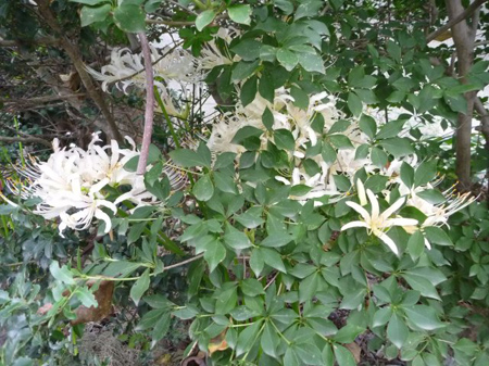 曼珠沙華