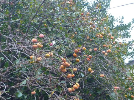 埼玉菜園(蜜蜂の空家)