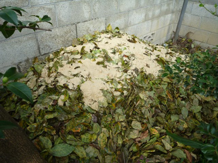 埼玉菜園(蜜蜂の空家)