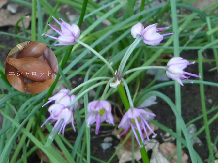 エシャロットの花