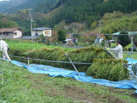 蕎麦の刈り入れ