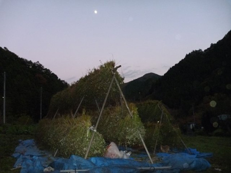 蕎麦の刈り入れ