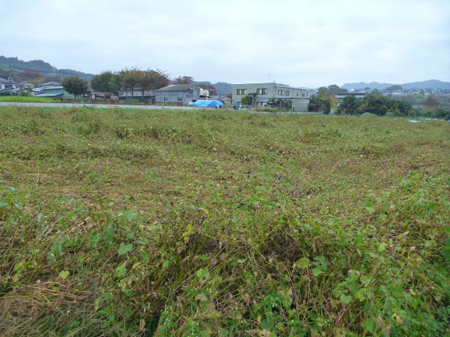 玄蕎麦処理
