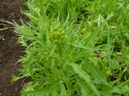 花盛り 5