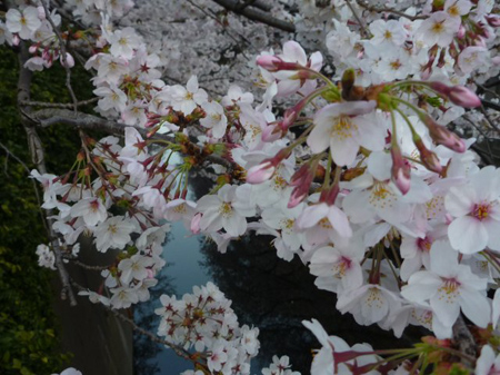 面影橋の桜