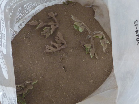 ウドの軟白栽培