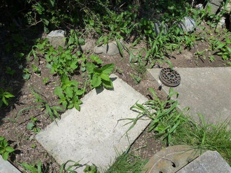 遅きに期した収穫