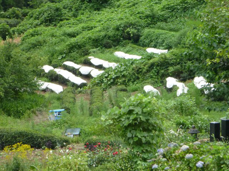 檜原村蕎麦畑(除草)