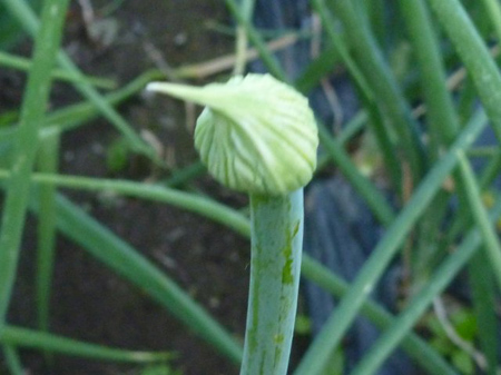 八つ頭の再植え付け