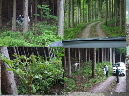 秋田角館