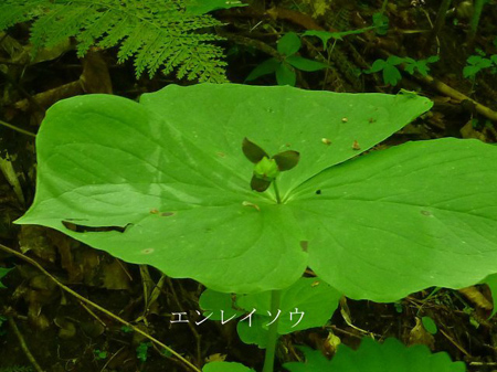 青森県十二湖