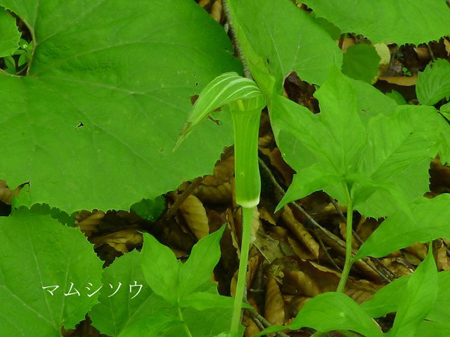 青森県十二湖