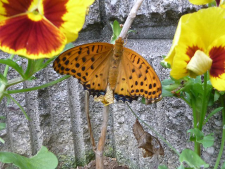 ヒョウモンチョウ