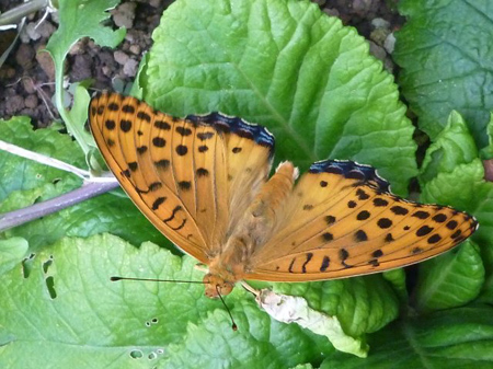 ヒョウモンチョウ