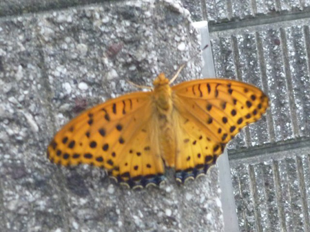 ヒョウモンチョウ