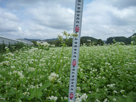 根小屋蕎麦は満開