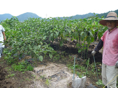 青根の棚田