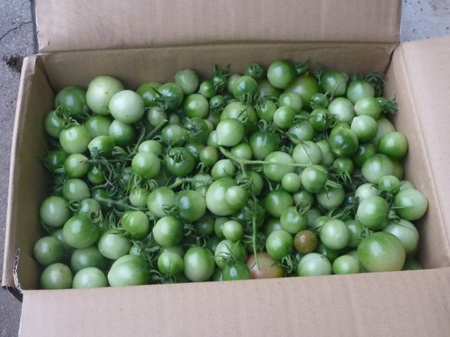 曼珠沙華