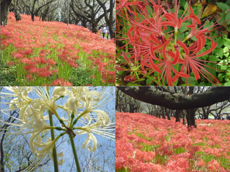 曼珠沙華
